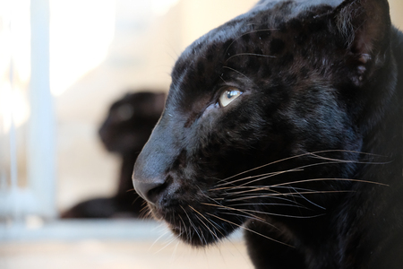 Leopards are graceful and powerful big cats closely related to lions, tigers, and jaguars.