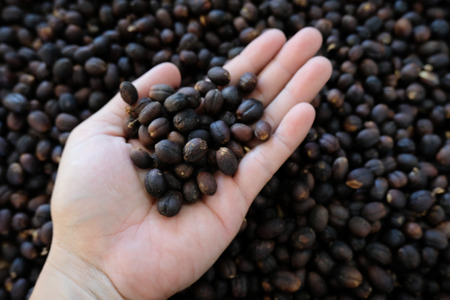 Coffee beans in different stages of the production of organic coffee.