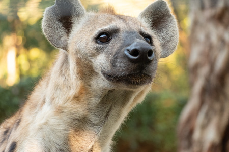 Behavior of spotted hyenaの写真素材