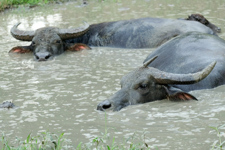 The buffalo is soaked in the swamp.