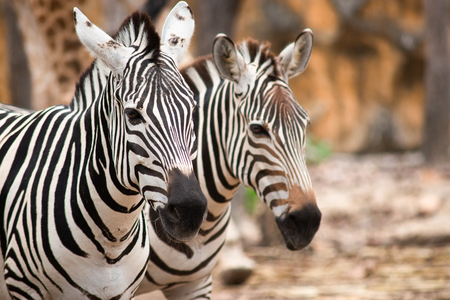 Zebras  stripes perhaps serve to dazzle and confuse predators and biting insects, or to control the animalâs body heat. Because each individualâs stripes are unique, their stripes may also have a social purpose, helping zebras to recognise one other.の写真素材