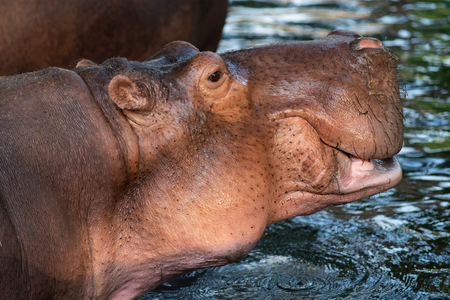 Hippos are aggressive and are considered very dangerous.の写真素材