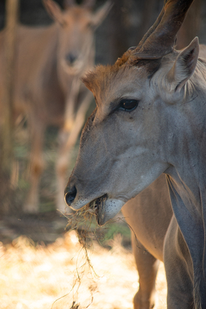 Common elands are spiral-horned antelopes.の写真素材