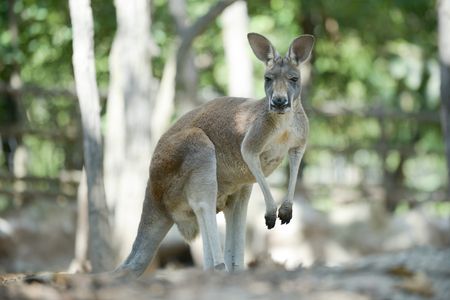 Kangaroo is the national symbol of Australia.