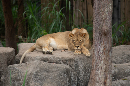 Lions spend much of their time resting; they are inactive for about 20 hours per day.の写真素材