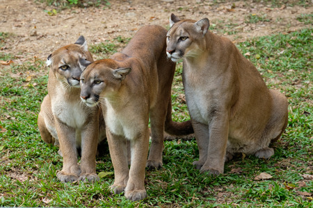 The cougar is an ambush predator that pursues a wide variety of prey.の写真素材