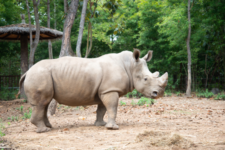 The white rhino lives in Africa, in long and short-grass savannahs.の写真素材