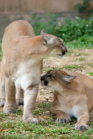 The cougar is an ambush predator that pursues a wide variety of prey.の写真素材