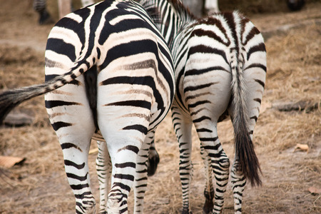 Zebras  stripes perhaps serve to dazzle and confuse predators and biting insects, or to control the animalâs body heat. Because each individualâs stripes are unique, their stripes may also have a social purpose, helping zebras to recognise one other.の写真素材