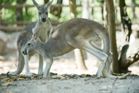 Kangaroo is the national symbol of Australia.の写真素材