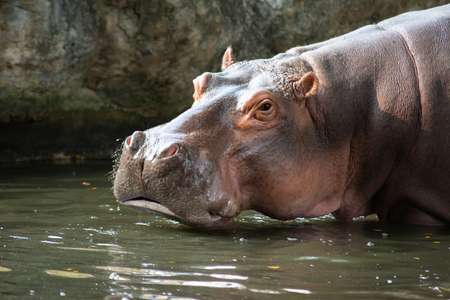 Hippos are aggressive and are considered very dangerous.の写真素材