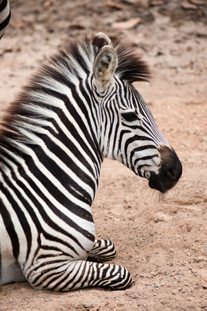 Zebras  stripes perhaps serve to dazzle and confuse predators and biting insects, or to control the animalâs body heat. Because each individualâs stripes are unique, their stripes may also have a social purpose, helping zebras to recognise one other.の写真素材