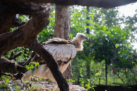 vulture landing on the branches.の写真素材
