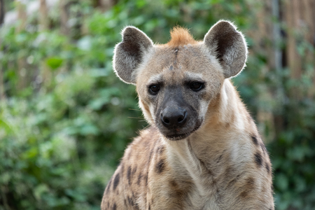 Behavior of spotted hyenaの写真素材