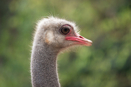 The ostrich needs large eyes for its terrestrial lifestyle sharing the savanna as it does with an alarming army of fearsome predators.の写真素材