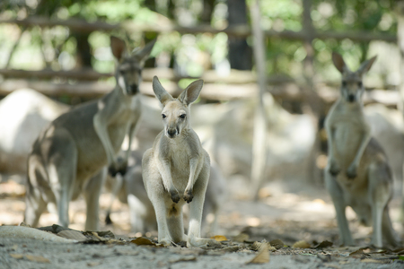 Kangaroo is the national symbol of Australia.の写真素材