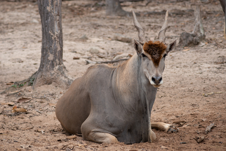 Common elands are spiral-horned antelopes.の写真素材