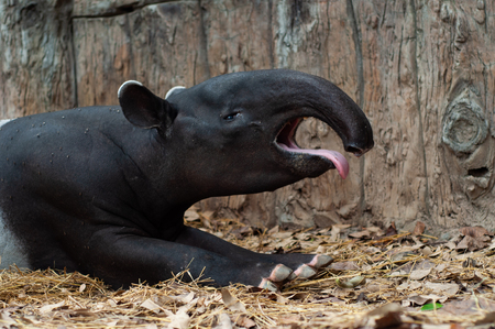 Malayan tapirs have very poor eyesight, making them rely greatly on their excellent sense of smell and hearing to go about in their everyday lives.の写真素材