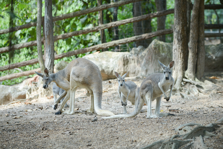 Kangaroo is the national symbol of Australia.の写真素材