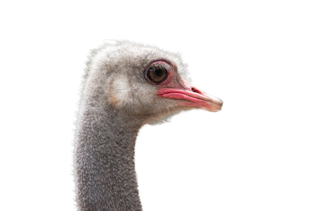 The ostrich needs large eyes for its terrestrial lifestyle sharing the savanna as it does with an alarming army of fearsome predators.の写真素材
