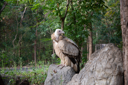 vulture landing on the branches.の写真素材