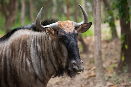 Wildebeest live in open fields and forests of central, southern and eastern Africa, especially Serengeti in Tanzania and Kenyaの写真素材