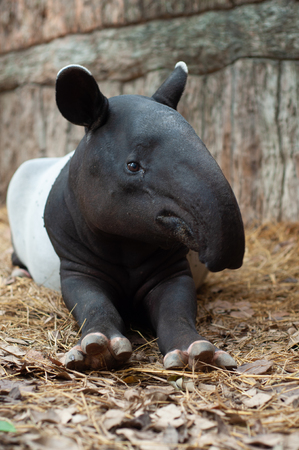 Malayan tapirs have very poor eyesight, making them rely greatly on their excellent sense of smell and hearing to go about in their everyday lives.の写真素材