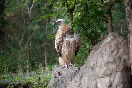vulture landing on the branches.の写真素材