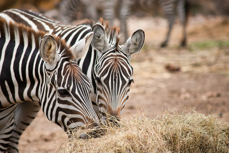 Zebras  stripes perhaps serve to dazzle and confuse predators and biting insects, or to control the animalâs body heat. Because each individualâs stripes are unique, their stripes may also have a social purpose, helping zebras to recognise one other.の写真素材