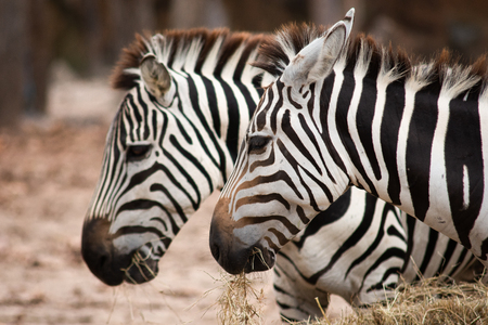 Zebras  stripes perhaps serve to dazzle and confuse predators and biting insects, or to control the animalâs body heat. Because each individualâs stripes are unique, their stripes may also have a social purpose, helping zebras to recognise one other.の写真素材