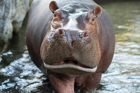 Hippos are aggressive and are considered very dangerous.の写真素材