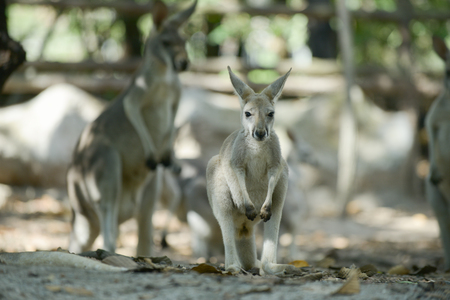 Kangaroo is the national symbol of Australia.の写真素材