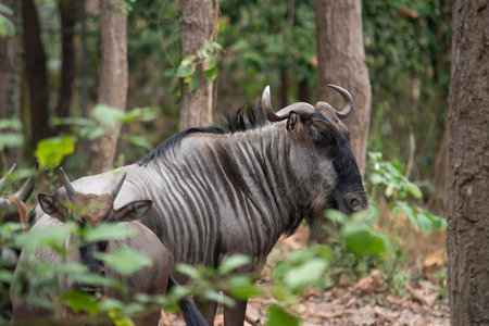 Wildebeest live in open fields and forests of central, southern and eastern Africa, especially Serengeti in Tanzania and Kenyaの写真素材