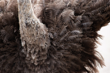ostrich feather is often used to decorate clothesの写真素材