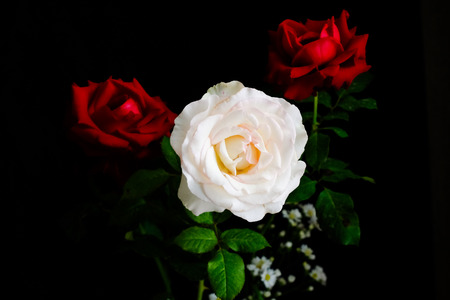 Roses for romantic Valentines Festivalの写真素材