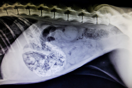 X-ray images of wild animals used by veterinarians to diagnose, treat diseases and illnesses