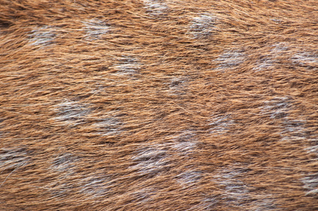 Characteristics of hairs and patterns on the body of the sika deerの写真素材