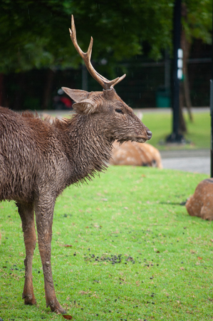 The male deer that is dirty is usually a sergeant.の写真素材