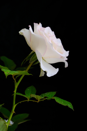 Roses for romantic Valentines Festivalの写真素材