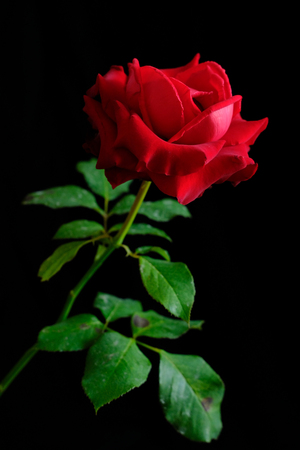 Roses for romantic Valentines Festivalの写真素材