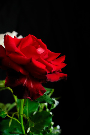 Roses for romantic Valentines Festivalの写真素材