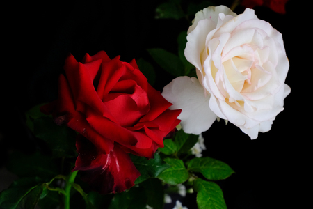 Roses for romantic Valentines Festivalの写真素材