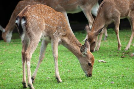 baby sika deer in groupの写真素材