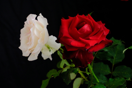 Roses for romantic Valentines Festivalの写真素材