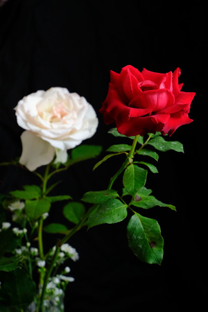 Roses for romantic Valentines Festivalの写真素材