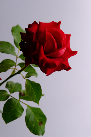 Roses for romantic Valentines Festivalの写真素材