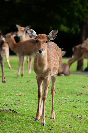 Young sika deer  in the fieldの写真素材