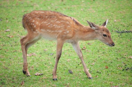 baby sika deer in groupの写真素材