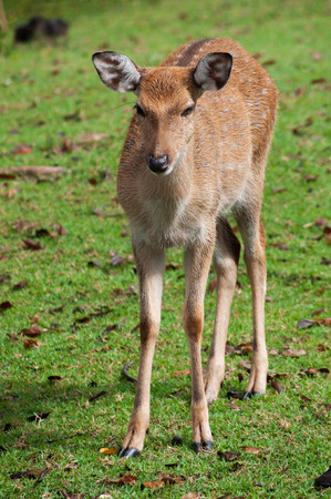 Young sika deer  in the fieldの写真素材