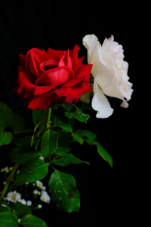 Roses for romantic Valentines Festivalの写真素材